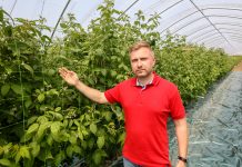 Zabezpieczenie pędów w tunelowej uprawie malin