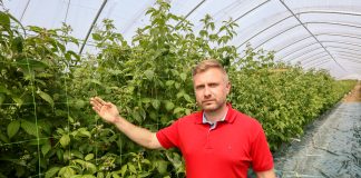 Zabezpieczenie pędów w tunelowej uprawie malin