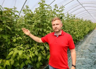 Zabezpieczenie pędów w tunelowej uprawie malin