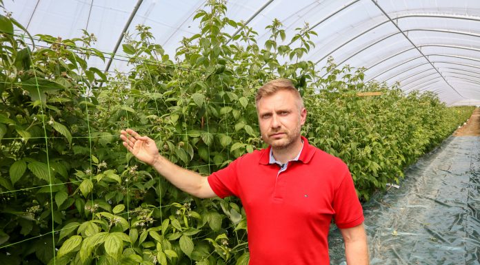 Zabezpieczenie pędów w tunelowej uprawie malin