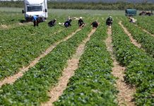 Nazwali pracowników parobkami i obrazili rolników