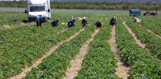 Nazwali pracowników parobkami i obrazili rolników