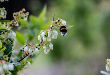 Co jest najciekawsze w uprawie borówki?