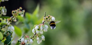 Co jest najciekawsze w uprawie borówki?