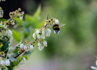 Co jest najciekawsze w uprawie borówki?