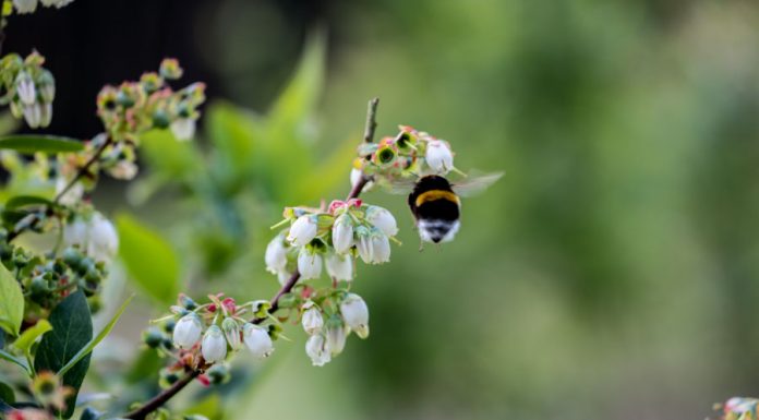 Co jest najciekawsze w uprawie borówki?