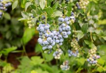 Ochrona borówki wysokiej a wymagania odbiorców