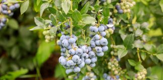 Ochrona borówki wysokiej a wymagania odbiorców