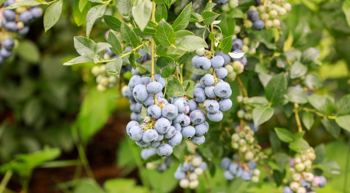 Ochrona borówki wysokiej a wymagania odbiorców