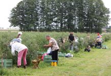 Od dziś można stosować nowy typ umowy pomocnika przy zbiorach. Co warto wiedzieć?