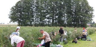 Od dziś można stosować nowy typ umowy pomocnika przy zbiorach. Co warto wiedzieć?