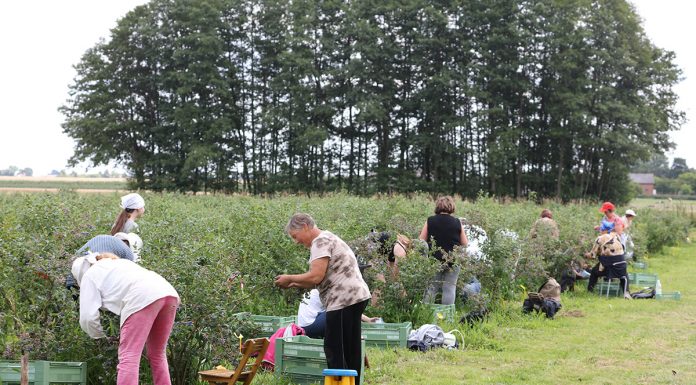 Od dziś można stosować nowy typ umowy pomocnika przy zbiorach. Co warto wiedzieć?