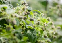 Zdrowe maliny i trwałe owoce