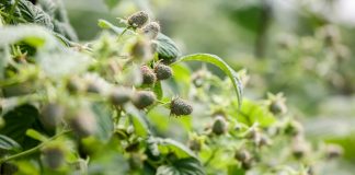 Zdrowe maliny i trwałe owoce