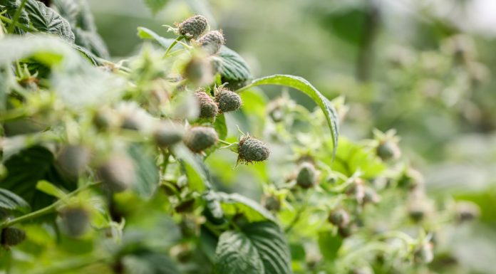 Zdrowe maliny i trwałe owoce