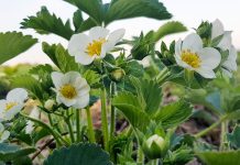 Komunikat jagodowy z dnia 30 kwietnia – Truskawki