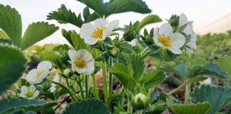 Komunikat jagodowy z dnia 30 kwietnia – Truskawki