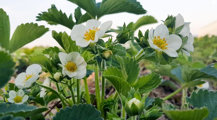 Komunikat jagodowy z dnia 30 kwietnia – Truskawki