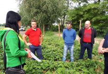 Skuteczny program ochrony i nawożenia truskawek w 2018 roku