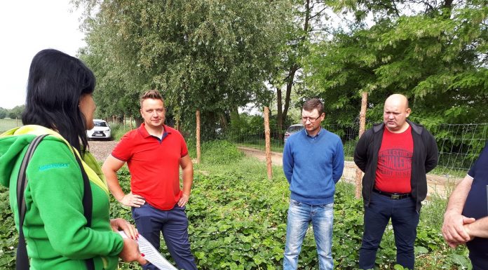 Skuteczny program ochrony i nawożenia truskawek w 2018 roku