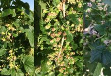 Komunikat jagodowy Bayer z dnia 8 maja – czarna porzeczka