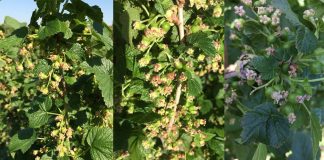 Komunikat jagodowy Bayer z dnia 8 maja – czarna porzeczka