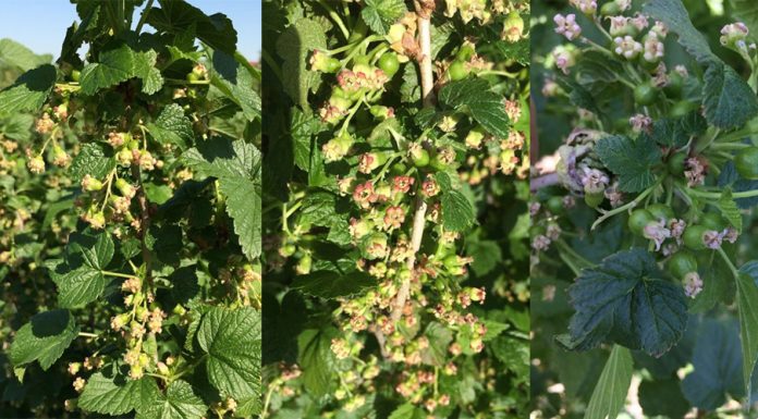 Komunikat jagodowy Bayer z dnia 8 maja – czarna porzeczka