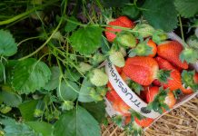 Pierwsze polskie truskawki – które odmiany są najwcześniejsze
