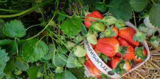 Pierwsze polskie truskawki – które odmiany są najwcześniejsze