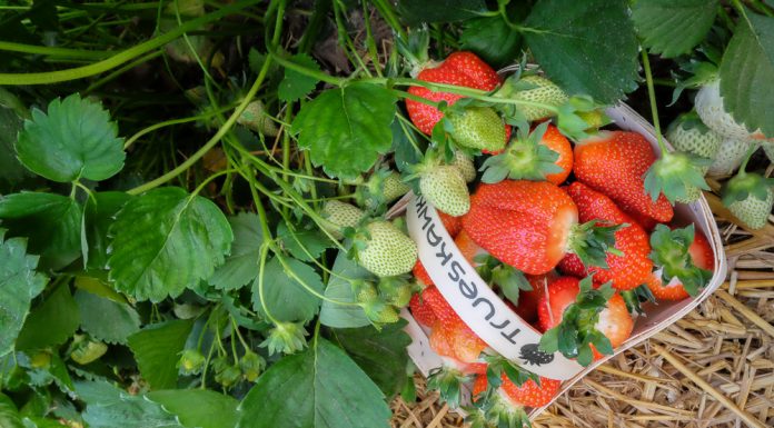 Pierwsze polskie truskawki – które odmiany są najwcześniejsze