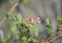 Roczny cykl życia borówki wysokiej