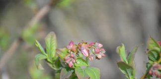 Roczny cykl życia borówki wysokiej