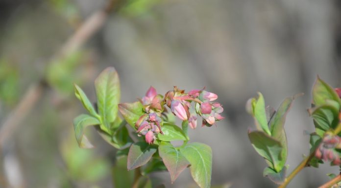 Roczny cykl życia borówki wysokiej
