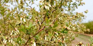 Komunikat jagodowy z dnia 30 kwietnia – porzeczki i borówka