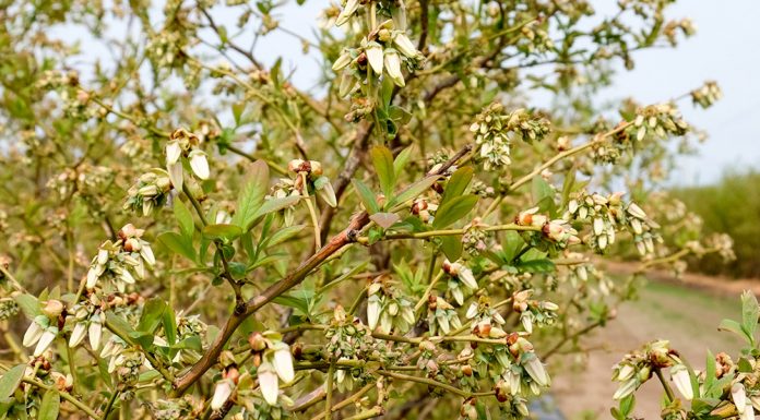 Komunikat jagodowy z dnia 30 kwietnia – porzeczki i borówka