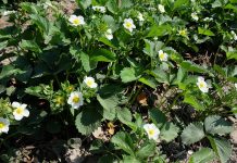 Komunikat jagodowy Bayer z dnia 8 maja – truskawki