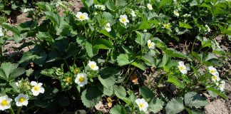 Komunikat jagodowy Bayer z dnia 8 maja – truskawki