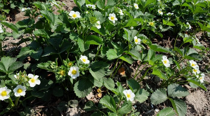 Komunikat jagodowy Bayer z dnia 8 maja – truskawki