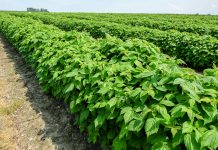 Uprawa malin na zagonach ściółkowanych agrowłókniną