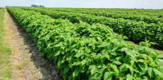 Uprawa malin na zagonach ściółkowanych agrowłókniną