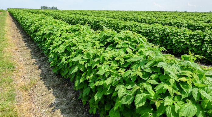 Uprawa malin na zagonach ściółkowanych agrowłókniną