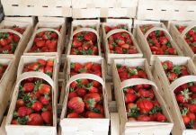 Polskie truskawki jednak zdrowe dla konsumentów