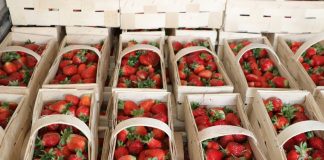Polskie truskawki jednak zdrowe dla konsumentów