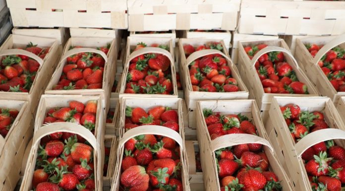 Polskie truskawki jednak zdrowe dla konsumentów