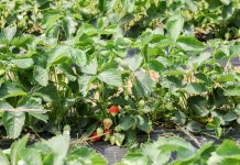 Jakość truskawek deserowych na końcowym etapie produkcji