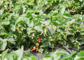 Jakość truskawek deserowych na końcowym etapie produkcji