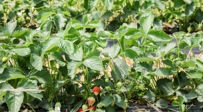 Jakość truskawek deserowych na końcowym etapie produkcji