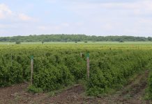 Produkcja malin w Bułgarii zagrożona – plantacje malin letnich zniszczone przez mróz malina Bułgaria