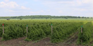 Produkcja malin w Bułgarii zagrożona – plantacje malin letnich zniszczone przez mróz malina Bułgaria