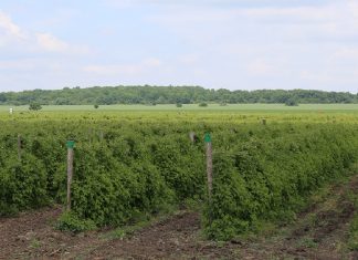 Produkcja malin w Bułgarii zagrożona – plantacje malin letnich zniszczone przez mróz malina Bułgaria